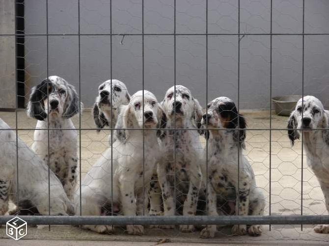 De La Mélée Au Bois - chiots disponibles