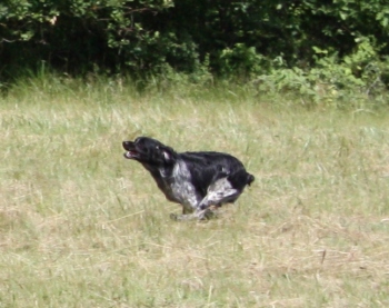 De La Mélée Au Bois - A VENDRE Chivas de la Haille au loup