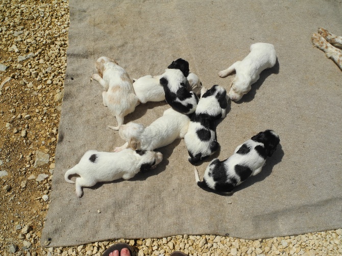 De La Mélée Au Bois - chiots CH.radentis oslo/haida du mas d eyraud