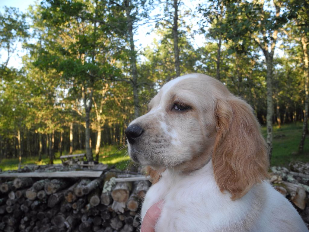 De La Mélée Au Bois - Setter Anglais - Portée née le 23/05/2017