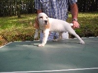 CHIOT