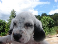 CHIOT