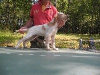 CHIOT