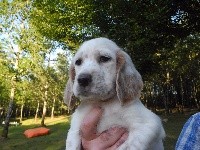 CHIOT
