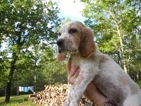 CHIOT