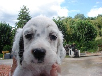 CHIOT