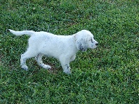 CHIOT