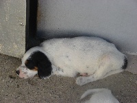 CHIOT