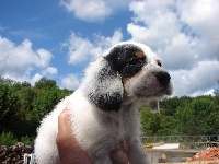 CHIOT