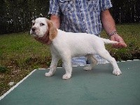 CHIOT